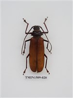 藏品(蓬萊巨顎天牛)的圖片